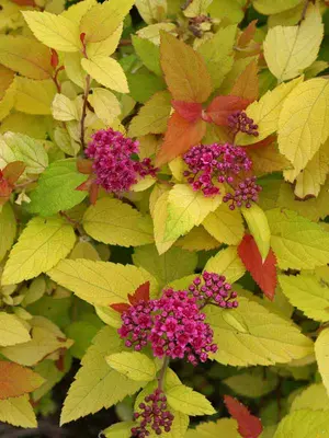 Link to Spiraea Candy Corn&reg;