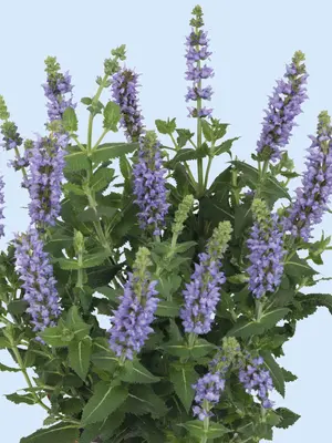 Link to Salvia Salute Ice Blue