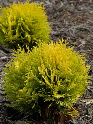 Link to Thuja Anna&#39;s Magic Ball&reg;
