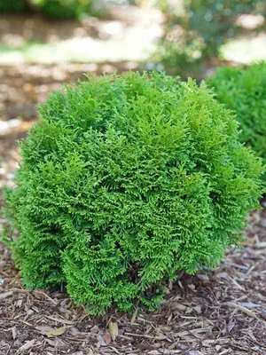 Link to Thuja Tater Tot&reg;