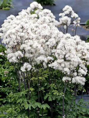Link to Thalictrum Nimbus White