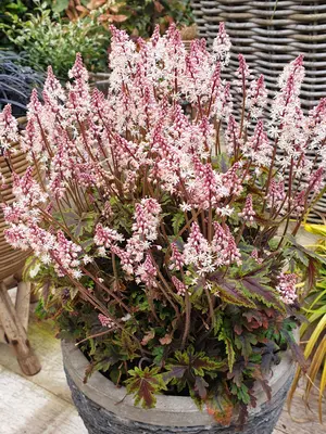 Link to Tiarella Angel Wings